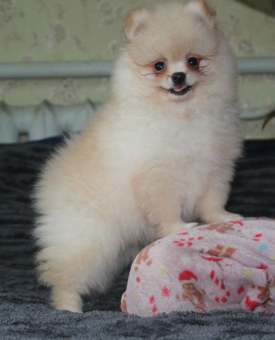 Дівчинка померанського шпіца 2 міс