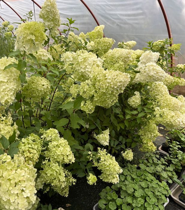 Hortensja biała 50szt.