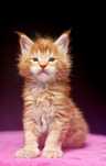 Maine coon piękny rudy kocurek