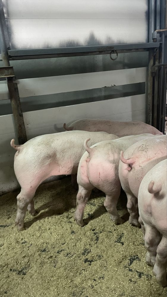 Porcos 30 kg machos e femeas