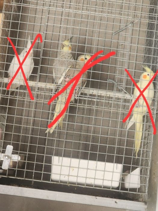 Caturras domesticadas