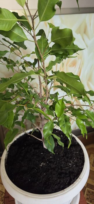 Фикус Голоден монік