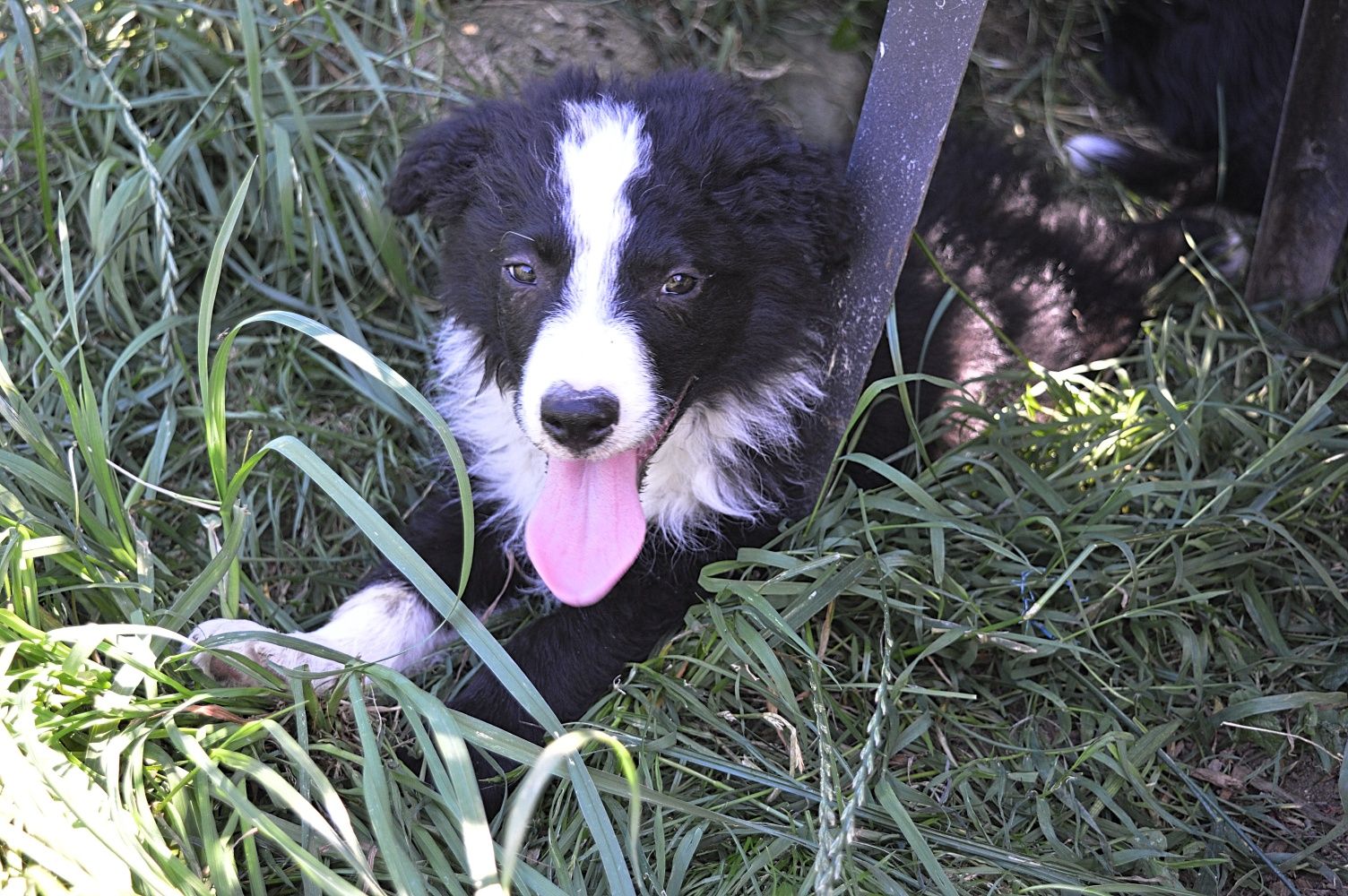 Piesek Border Collie
