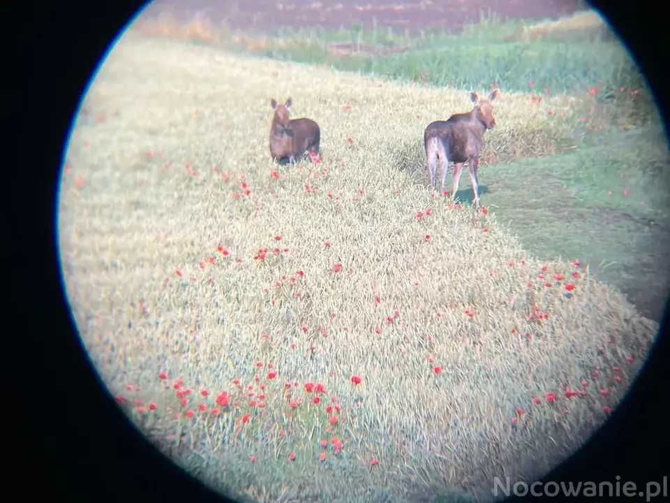 Agroturystyka Noclegi Wiślina Nad Motławą okolice Gdańsk Sobieszewo