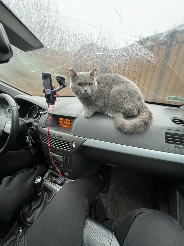 Кіт британець прямовухий  для вязки