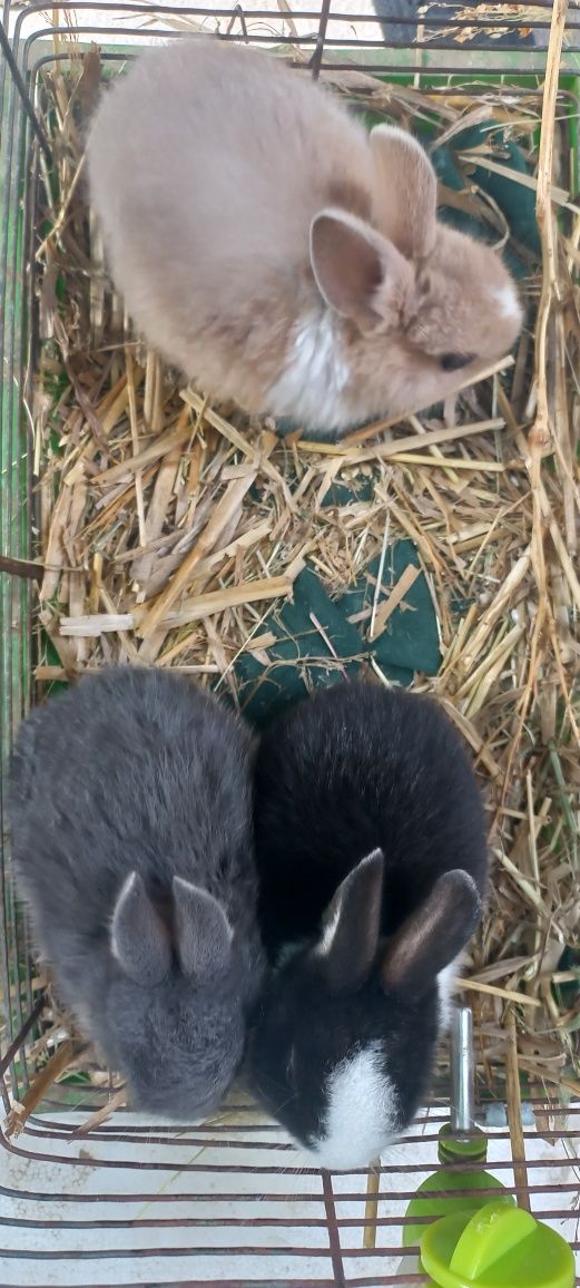 Кролики карликовые малыши