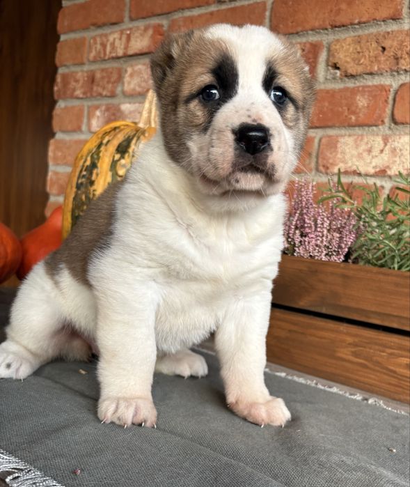 Owczarek środkowoazjatyckie szczeniak