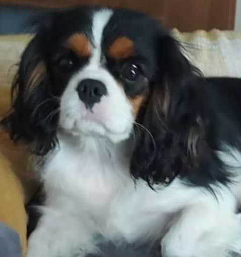 Cavalier King Charles Spaniel FCI/ZKwP