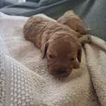 Cavapoo po wszystkich szczepieniach, do rezerwacji