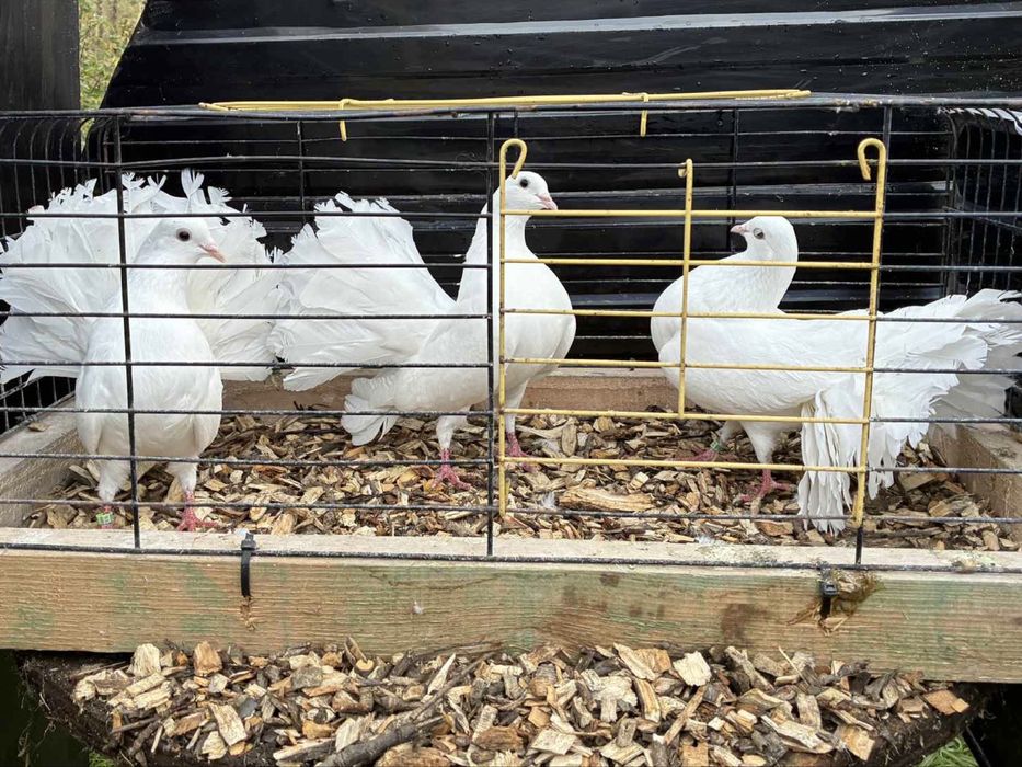 Gołębie ozdobne pawiki