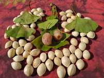 Sementes Ginkgo biloba 2024