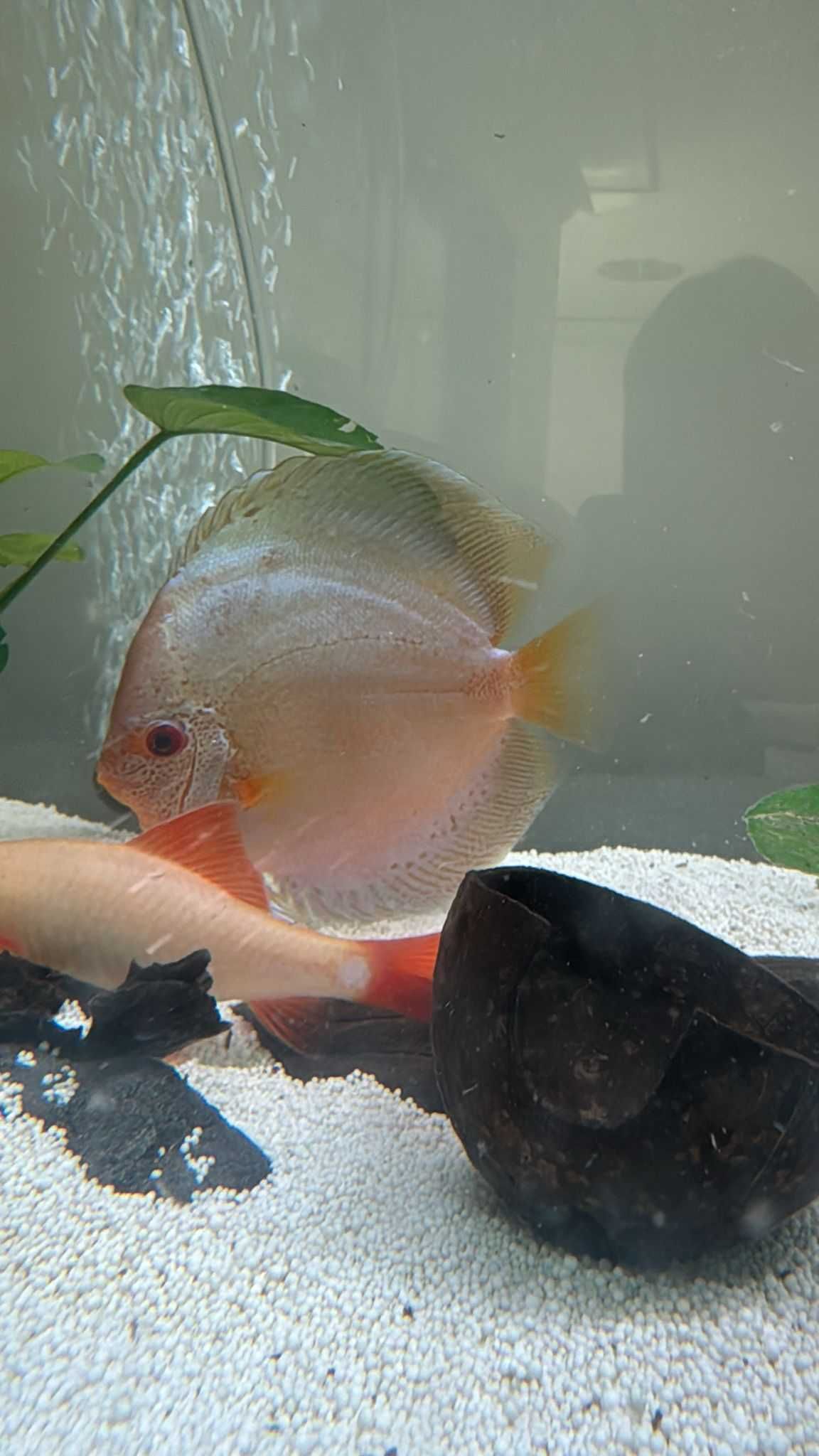 Discus Blue Scorpion 15-17cm