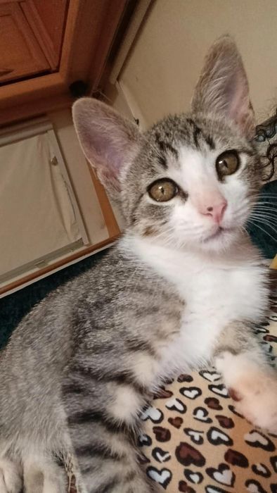 Gato filhote fofinho de 2 meses