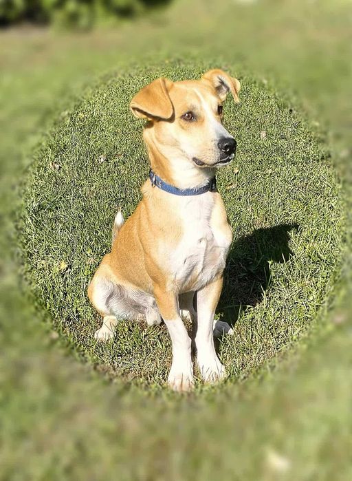 Emilek szuka dobrego domu