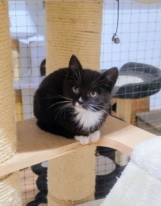 Cudna i piękna Malinka do pokochania,adoptuj,uratuj,grzeczny kociak