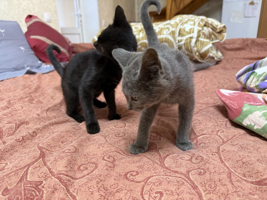 Віддам в добрі руки