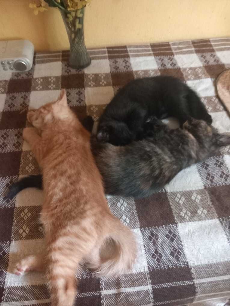 Oddam za darmo w dobre ręce trzy kotki dwu miesięczne
