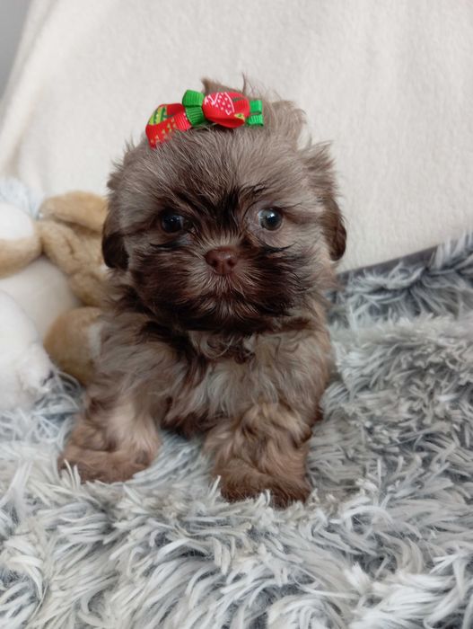 Sunia shih Tzu z wielopokoleniowym rodowodem