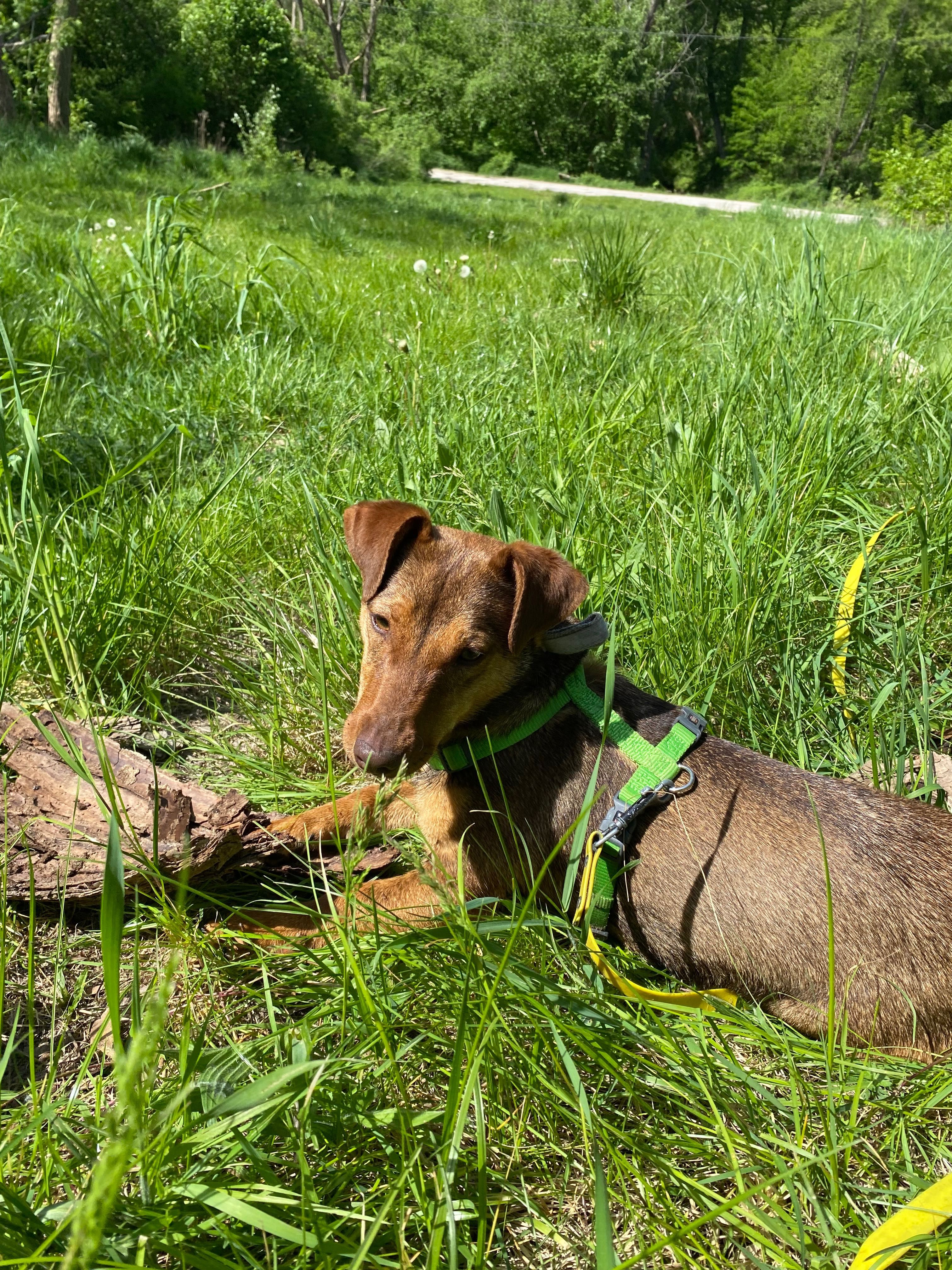 Roczna Mrówka do adopcji