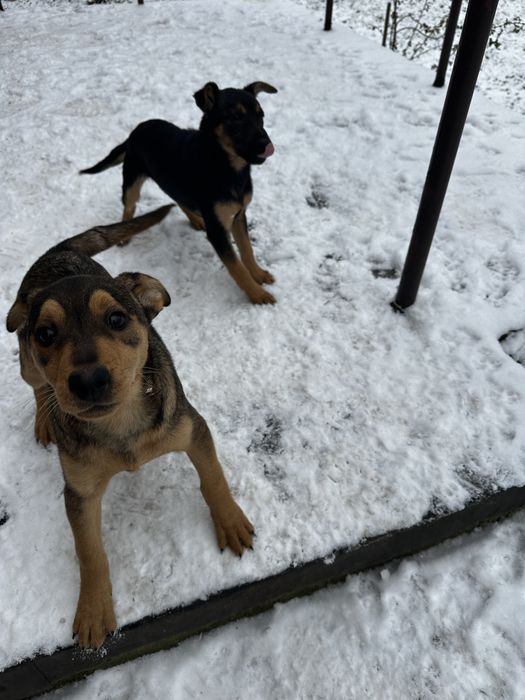 Oddam przytulne psiaki