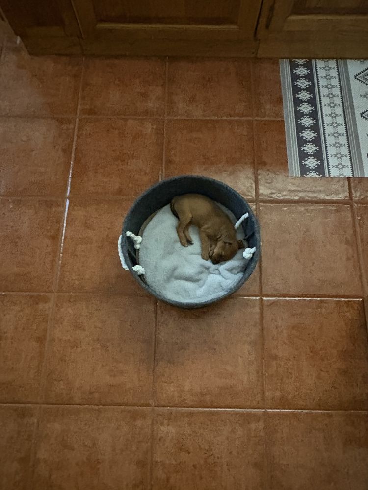 Pinscher Miniatura Menina