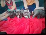 Buldog, francuski,
