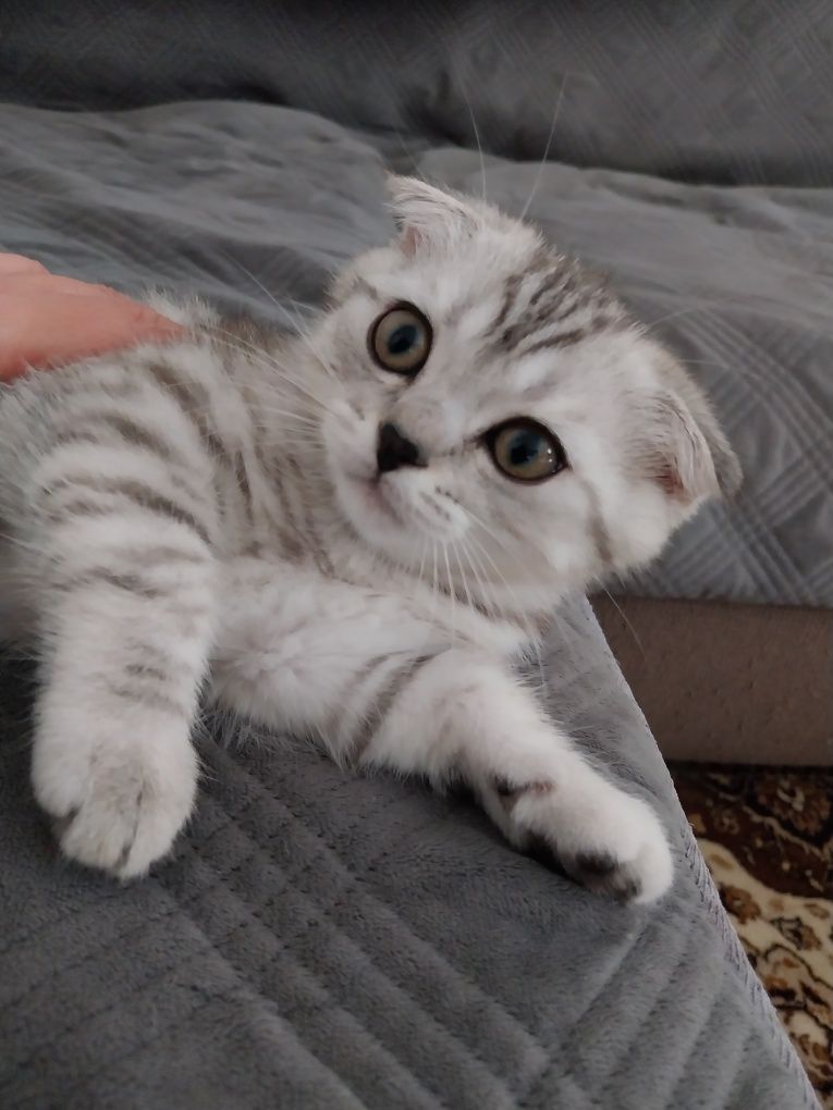 Gatinho Scottish Fold