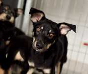 Aperol - 7 miesięczny szczeniak do adopcji!