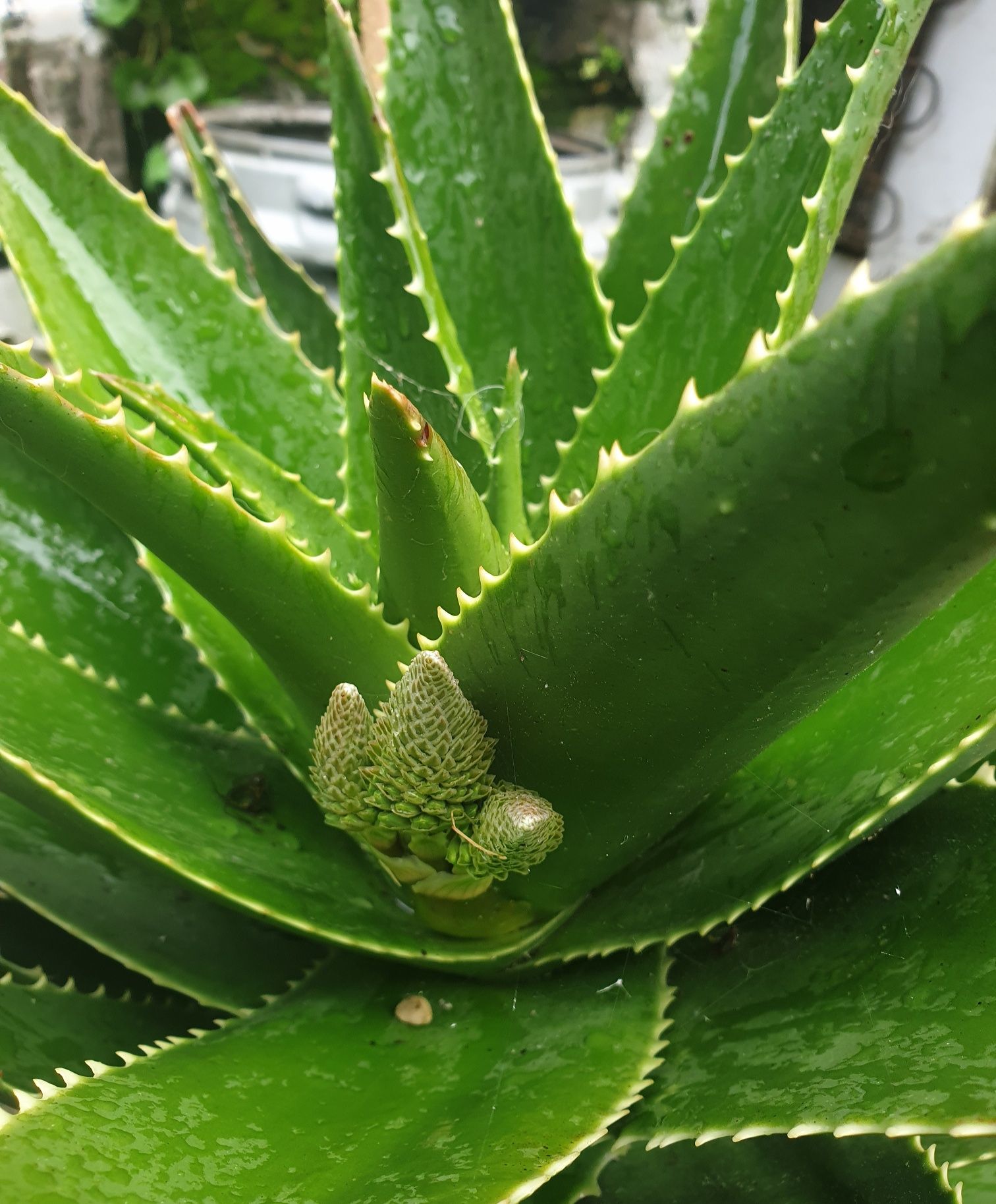 Cacto Aloe Vera envasado