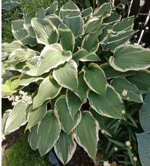 hosta funkia sadzonki doniczka