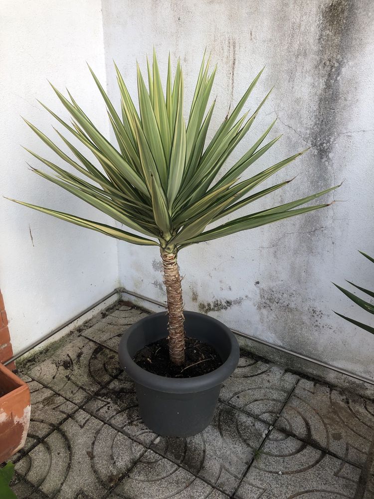 Planta Yucca variegata com cerca de 1 metro