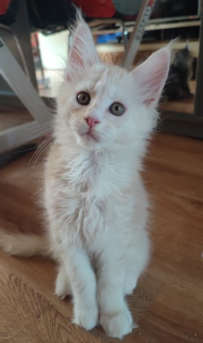 Srebrzysty Kocurek Maine Coon z Rodowodem Fpl