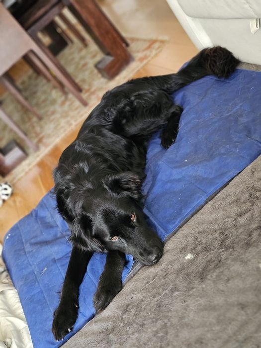 Bebé com 1 ano para adoção, super meiguinho