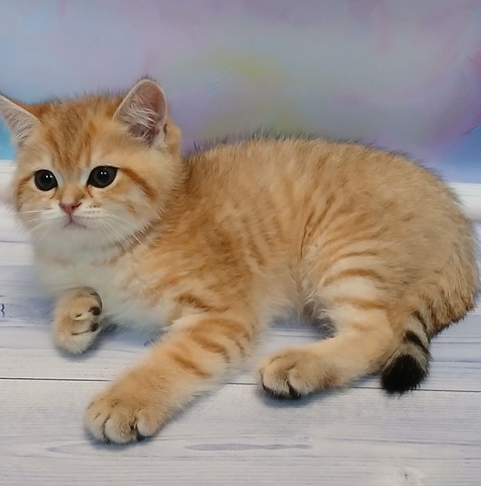 Котик 2,5 місяці золотої шиншили