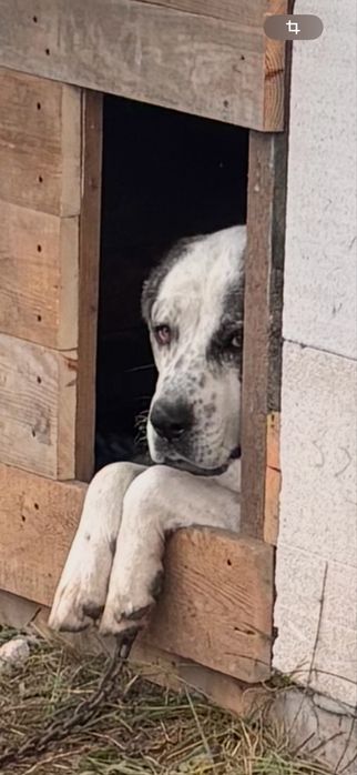 Пропал наш друг. Леваневский, трасса, мокрянка.