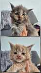 Maine coon szylkret- biszkopt do rezerwacji  MCO