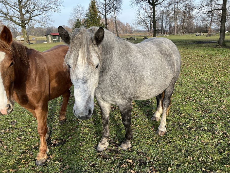 Klacz karosiwa zimnokrwista !