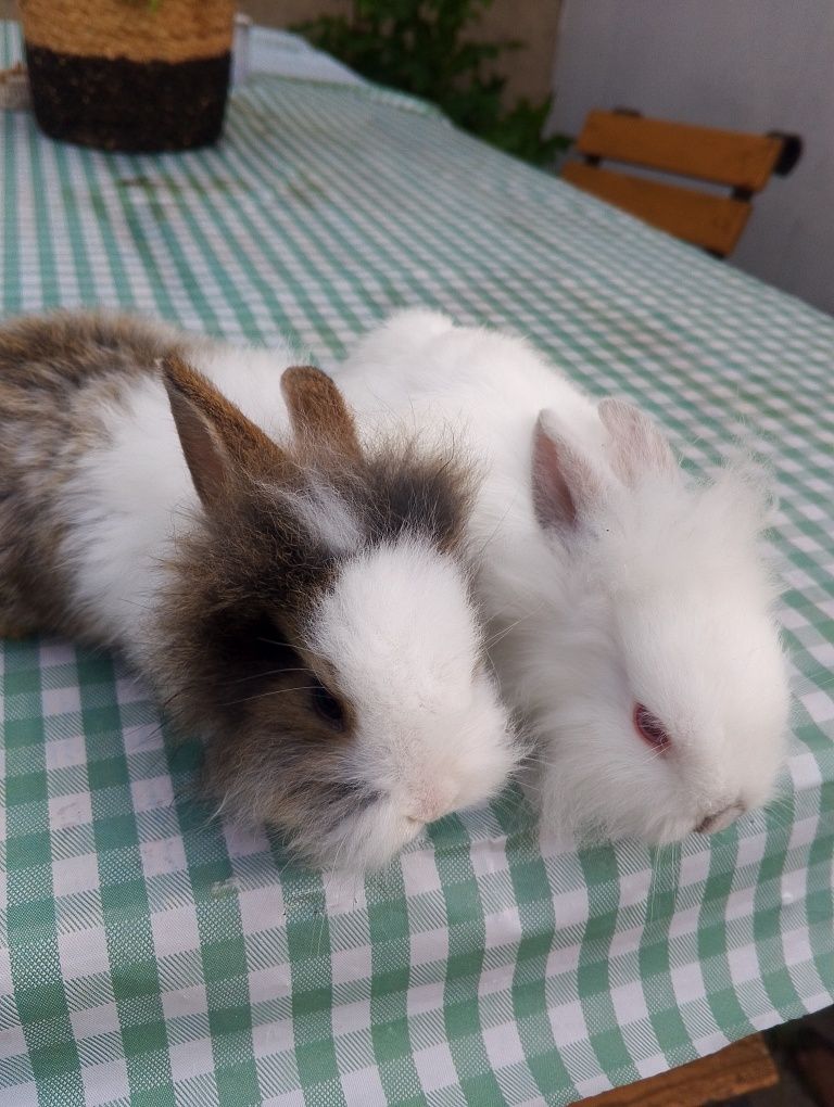 Króliczki miniaturki lewki
