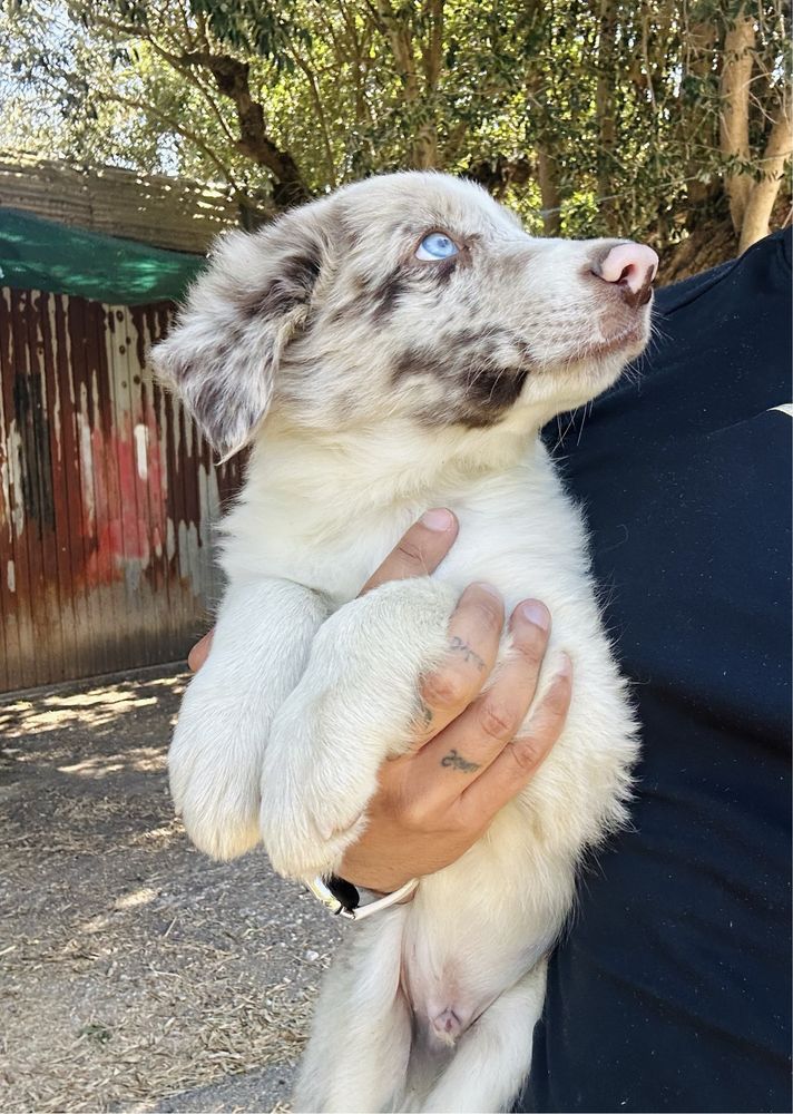 Excelente menino border collie merle olhos claros