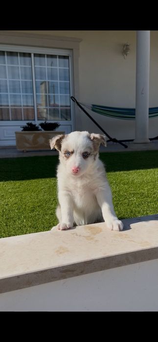 Border collie fêmea