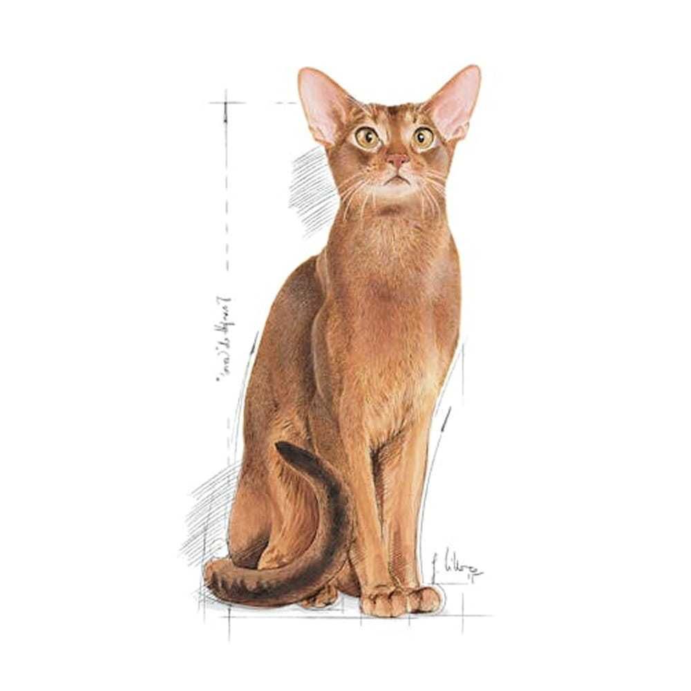 Royal Canin CAT Exigent Savour Sensation 10kg sucha karma dla kota