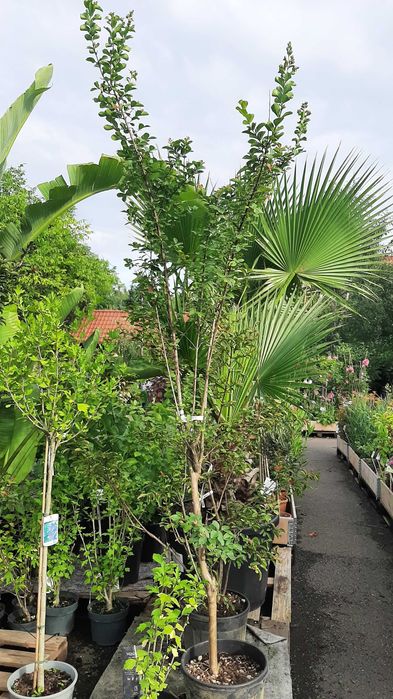 Lagerstremia, Bez Południa, mrozoodporna! B. duże okazy!