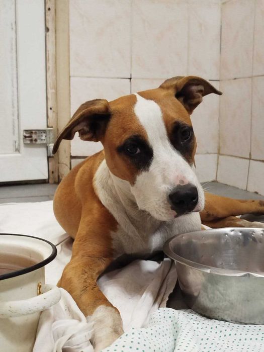 Знайдена собака!