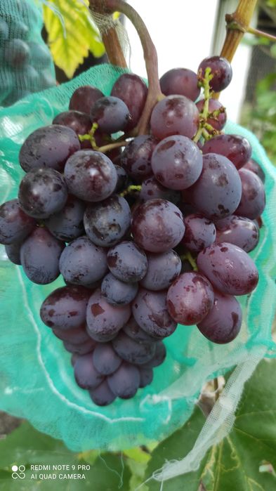 Черенки винограду