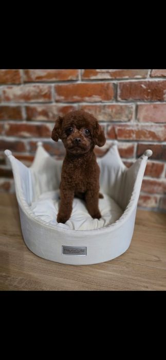 Maltipoo f1 piesek xxs  do rezerwacji !