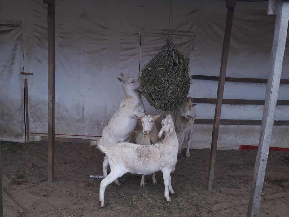 Продам зааненских коз.