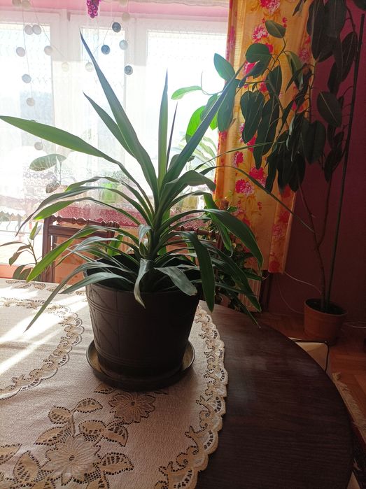 Piękna juka doniczkowa.