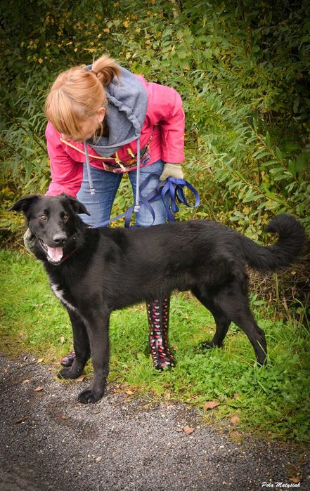 Śliczny -czarny - roczny Porter ! ! jest gotów do adopcji !!