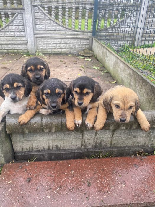 Śliczne szczeniaki beagle mix szukają domu. Oddam pieski za darmo.