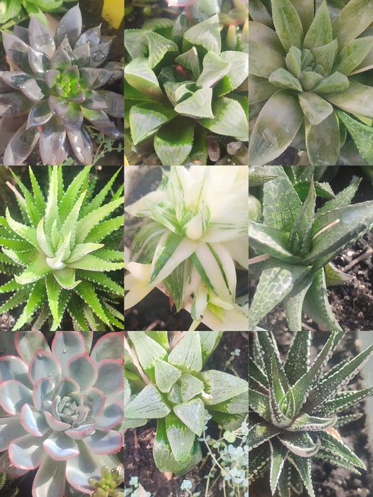 Суккуленти кімнатні по 10грн